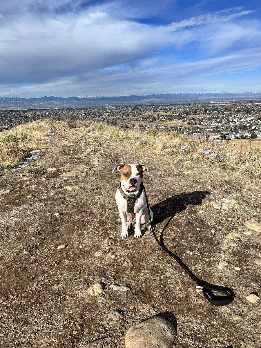 PeakBaggerQ's tweet image. Giving the larger dogs at the dog park a break from being terrorized by Ziggy today. Hiking Bluffs Regional park. He appreciated the horse poop. #EnergeticDog  #Hiking