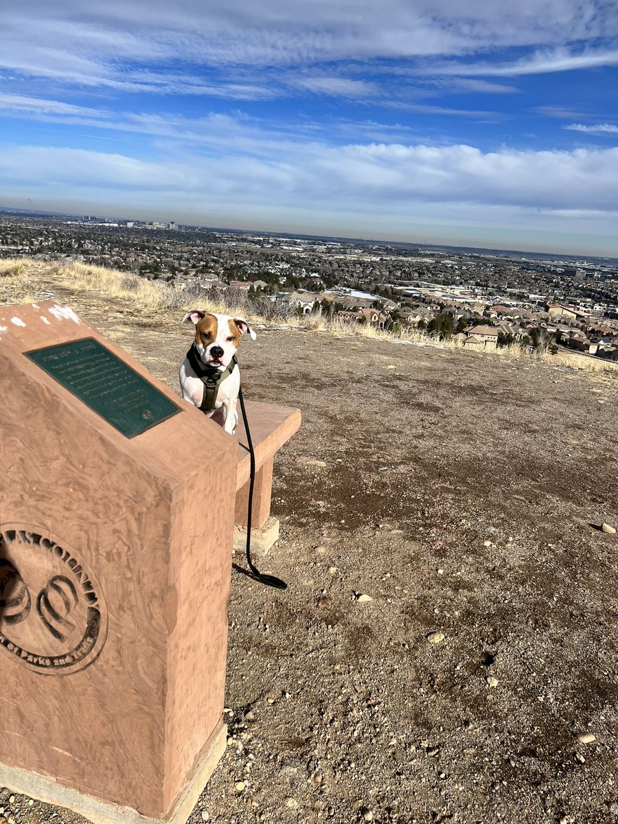 PeakBaggerQ's tweet image. Giving the larger dogs at the dog park a break from being terrorized by Ziggy today. Hiking Bluffs Regional park. He appreciated the horse poop. #EnergeticDog  #Hiking
