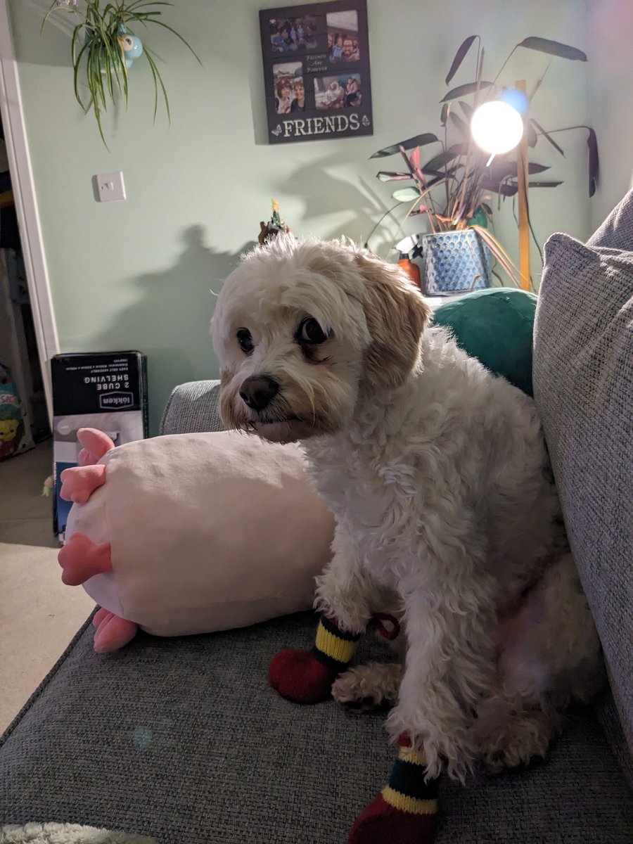 At the start of 2023 I had no clue what my future would hold, playing games to pass the time alone.

At the start of 2024 I have no clue what my future will be, playing games surrounded by people I love. 

Progress? 😅 Here's a free dog pic to mark the new year.