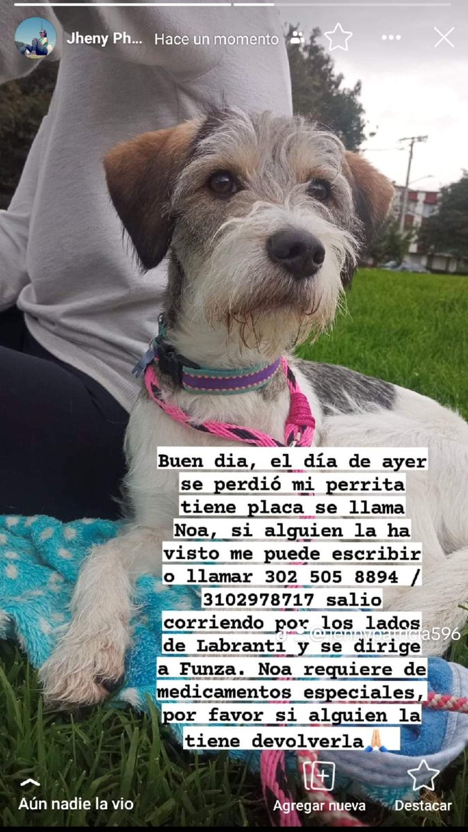 RUNM_OFICIAL's tweet photo. #MascotaPerdida 
Buen dia, el día de ayer se perdió mi perrita tiene placa se llama Noa, si alguien la ha visto me puede escribir o llamar 302 505 8894 / 3102978717 salio corriendo por los lados de Labranti y se dirige a Funza.
https://t.co/0Ei3FVpS0l https://t.co/xT2Zoph9N1