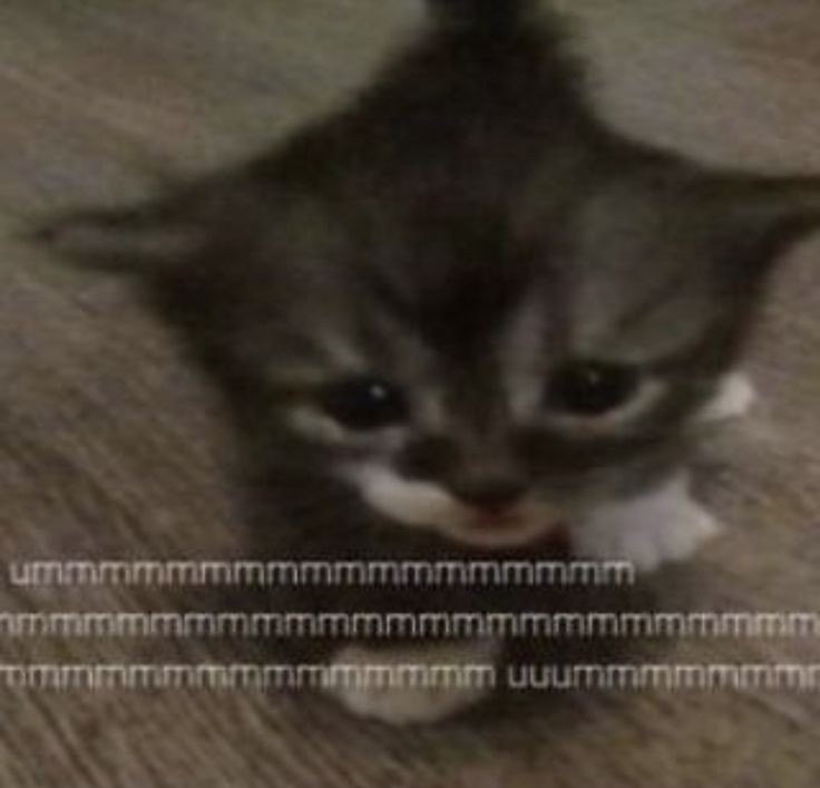 Catsillyness's tweet photo. https://t.co/N0KcZYcorw