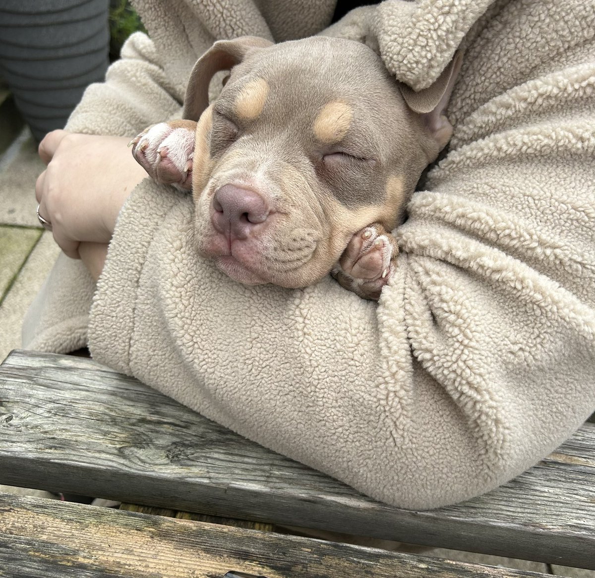 ChezWhitt2901's tweet photo. All bully dogs deserve to be banned, they’re so vicious….  #ownernotthedog #endbsl https://t.co/gacO7feDUn