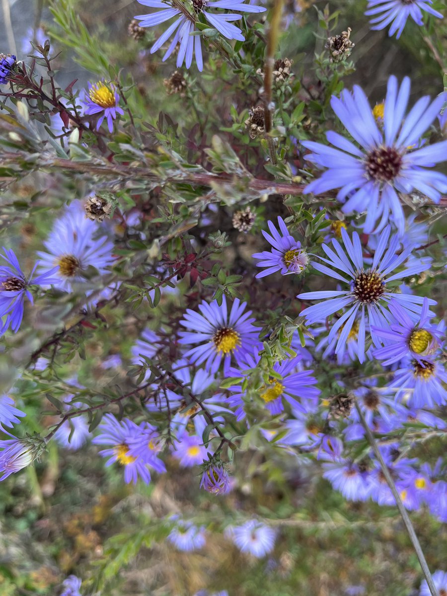 #HappyNewYear! May animal rights come into full flower in 2024.