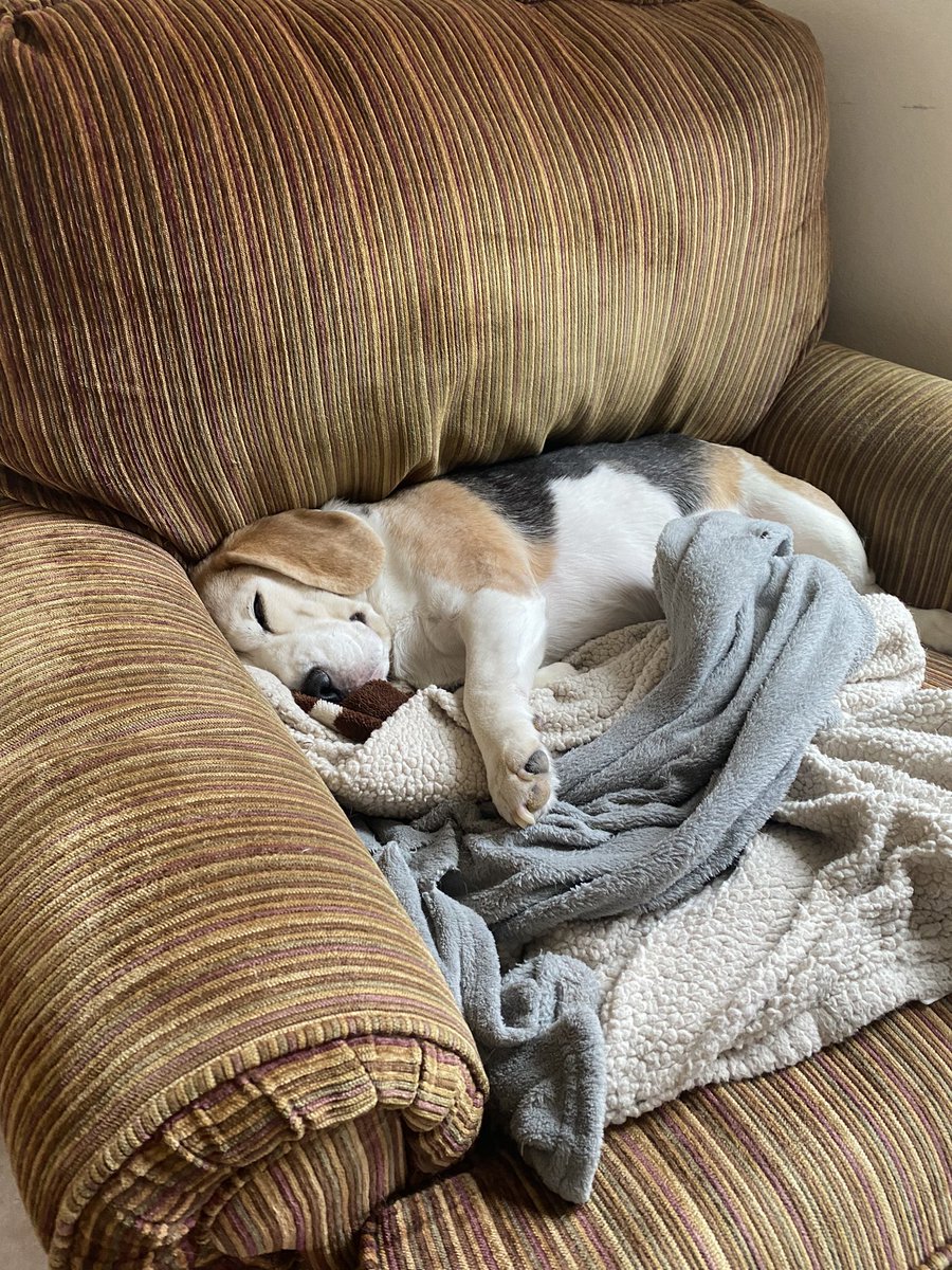 RileyBeagle tweet media