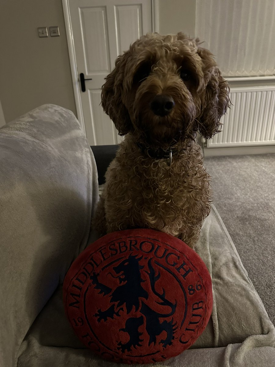 tom corrigill tweet media