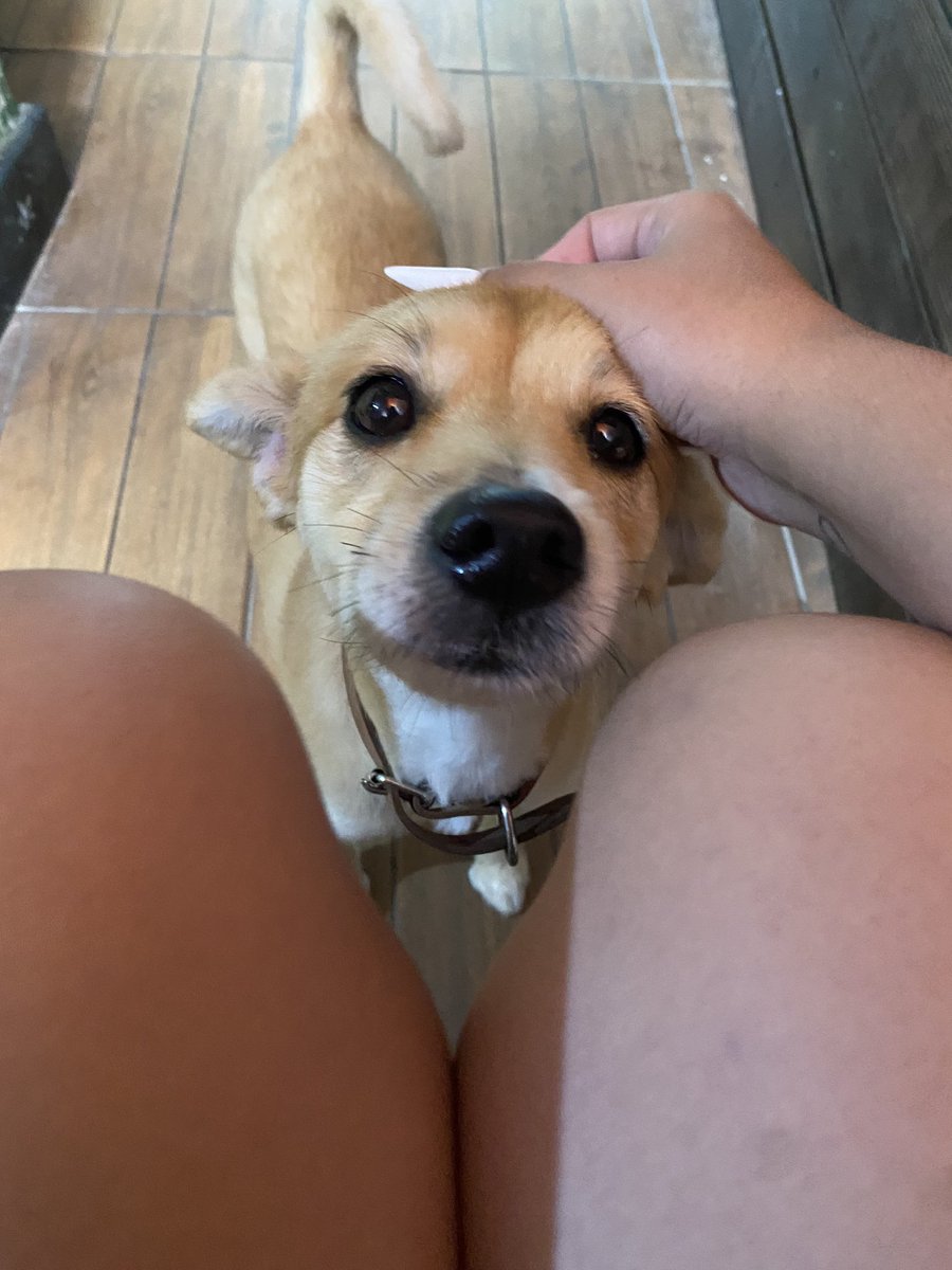 ExpHta's tweet photo. “ela sumiu deve estar me traindo”

literalmente eu passando horas com qualquer cachorro q me da atenção: https://t.co/riWAuFeqIC