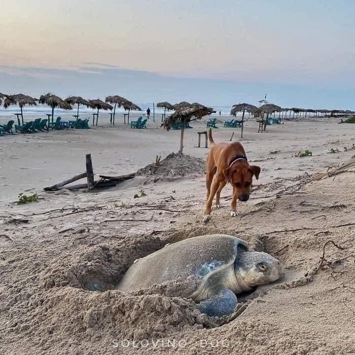 Dilo con perritos tweet media