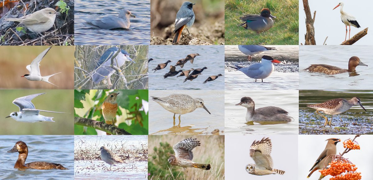 Feel very fortunate to have yet another bird-filled year. Finished slightly short of last year's total with 166 species recorded within 10km of home, with many of the highlights photographed below 🚴‍♂️ #LocalBigYear