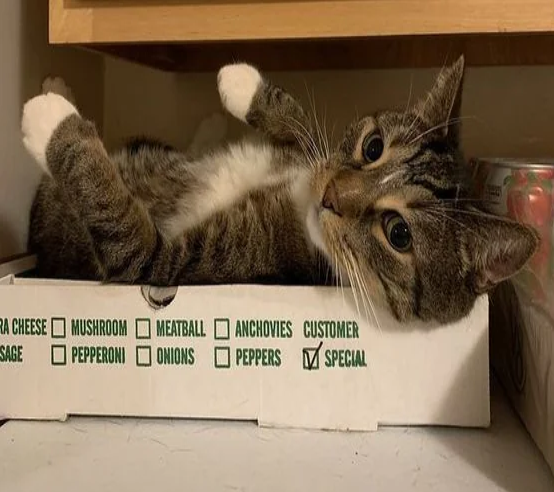 DontShowYourCat's tweet photo. ordered the special https://t.co/1FLXimB6al
