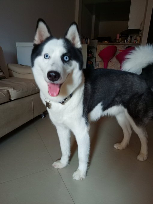 pepita_mango's tweet photo. @TinyPanthera #Max 🐺 y #Argos 🐺 apoyando a #Valki 🏆
#NoMásPirotecnia #Feliz2024 🥂 https://t.co/BB0SLdFuOL