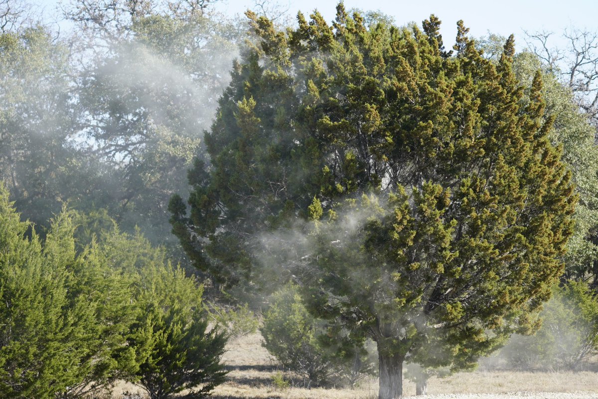 vortexrfd's tweet photo. Texas Hill Country Cedar Pollenpocalypse today-  aka Mountain Juniper 😮‍💨 @TxStormChasers @NWSSanAntonio @Justin_Horne @ReedTimmerAccu https://t.co/RWV3tiYB9M