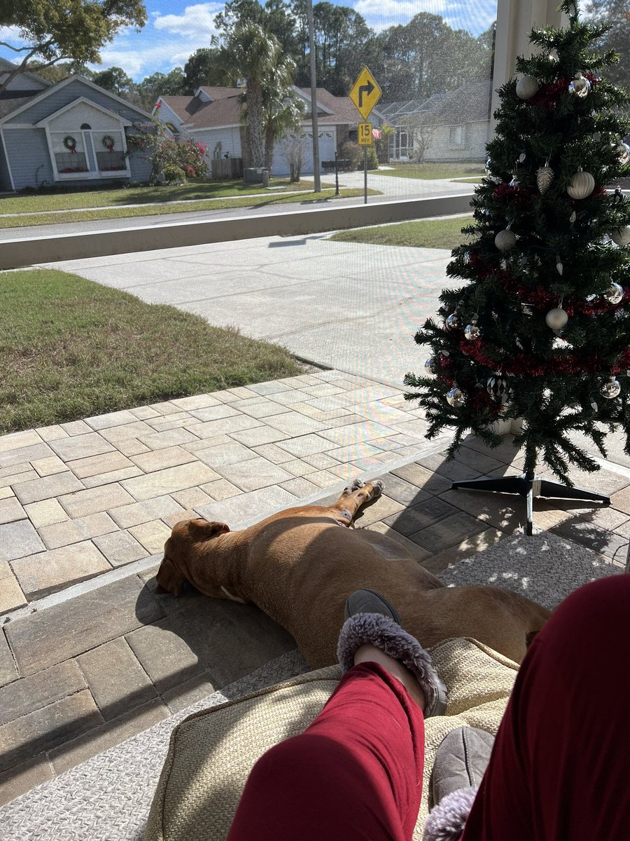 Happy New Year’s Eve🎉🙌🏻 Weather is perfect…relaxing outside and he’s living his best life!! #mypup #NewYears2024