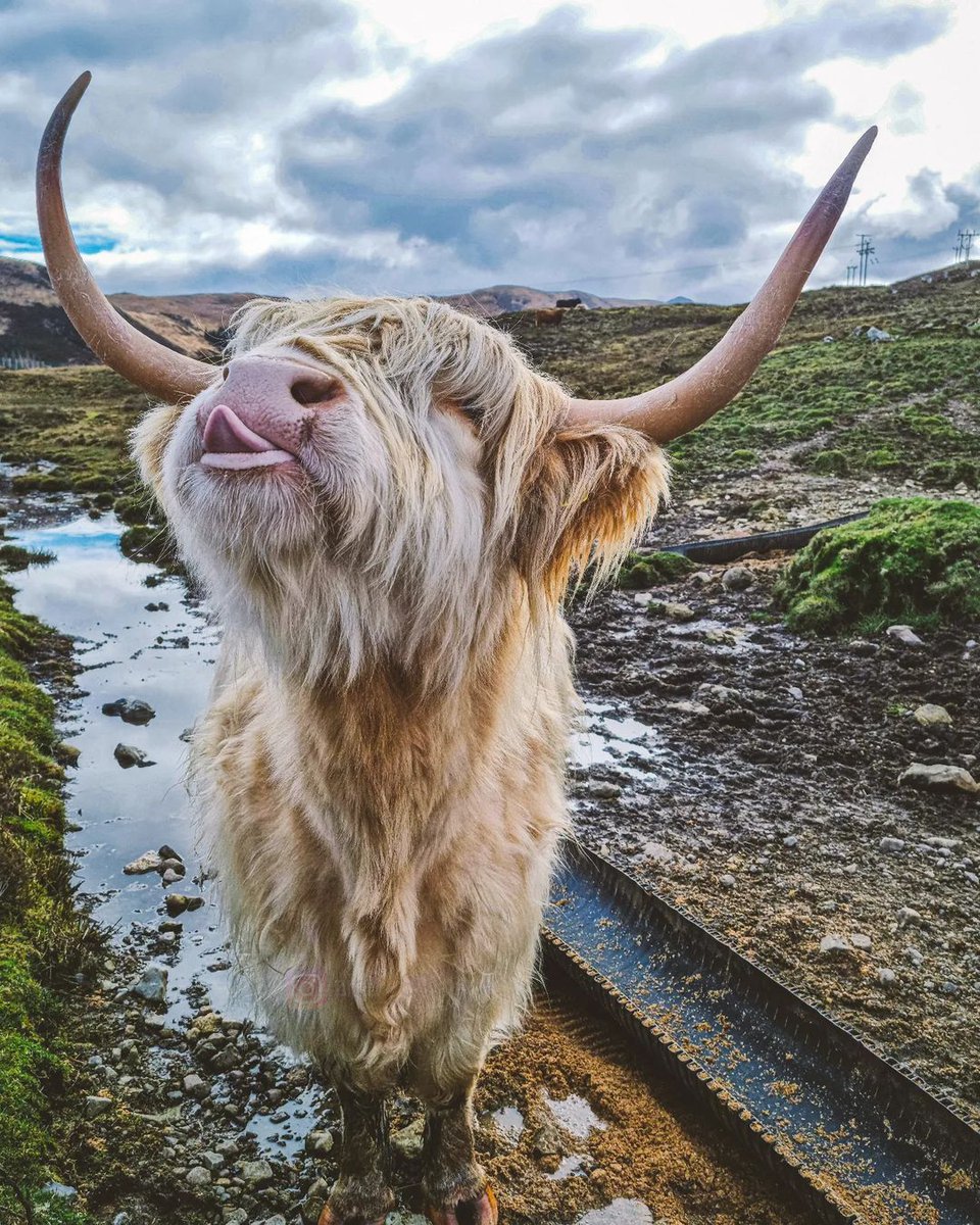 VisitScotland's tweet photo. #SCOTLAND 2023...THAT'S A WRAP! 💙 Happy #Hogmanay everyone, slàinte mhath! 🥃🎊 Who's dreaming of a trip in 2024?! 🙋

1. 📷 IG/snapsbyshirin 
2. 📷 IG/scotland_in_lux 
3. 📷 IG/zico_89 
4. 📷 IG/kristyashton https://t.co/vNozQoBc48