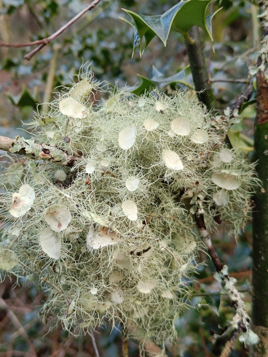Look at this amazing #lichen. I'm guessing these are the fruiting bodies? <a href="/alison_fure/">Alison Fure</a>  any clues?