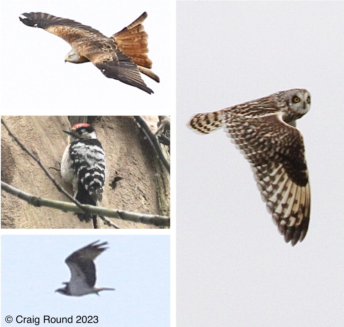 Craig Round tweet media