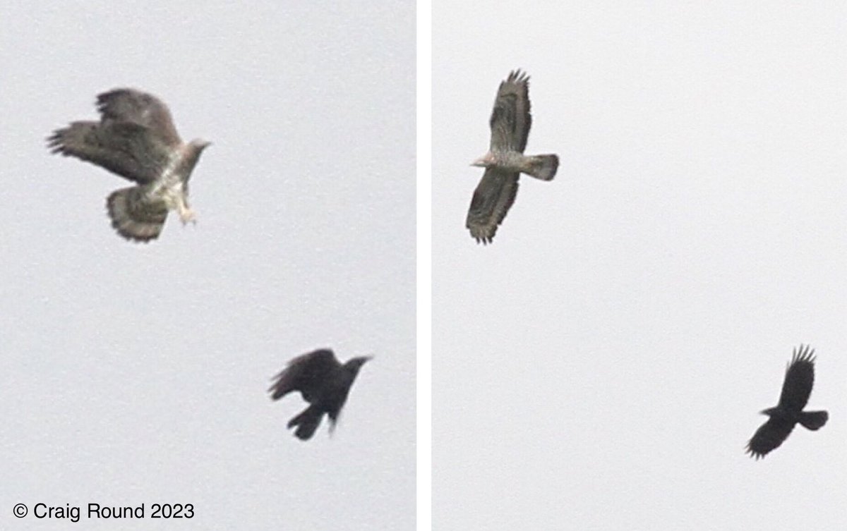 Craig Round tweet media