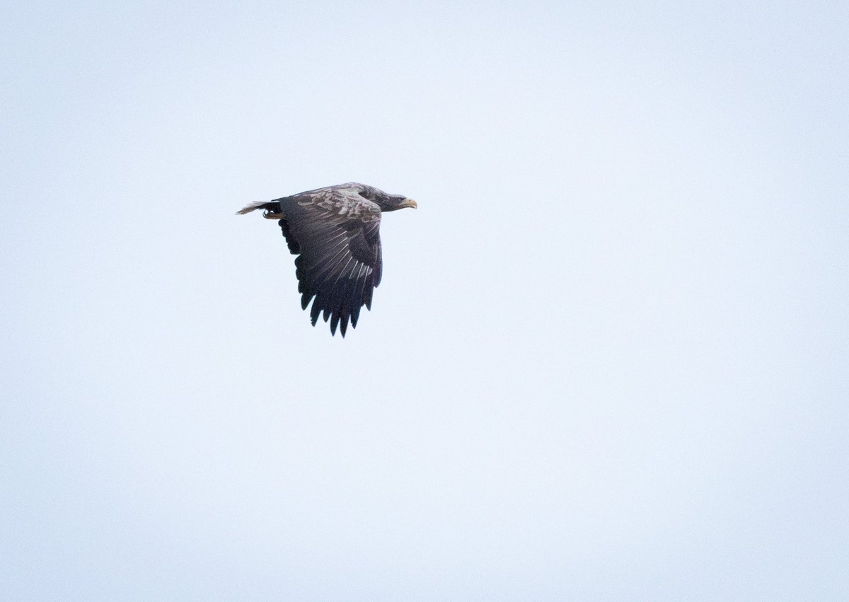 Delighted to see this White-tailed Eagle near JOG @CaithnessBirds this afternoon. I’ve seen a good few youngsters over the years, but not many adults 🦅