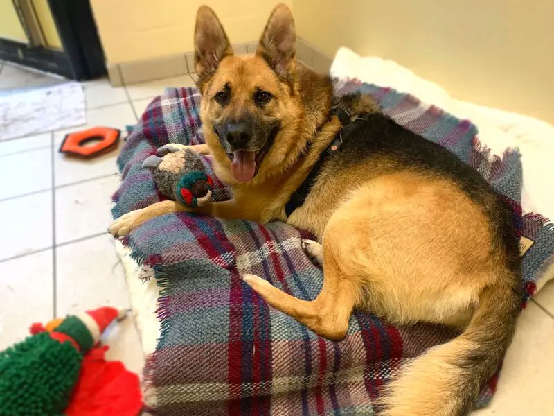 AdoptionsUk's tweet photo. Please retweet to help Milano find a home #LONDON #UK 
Lovely German Shepherd aged 5-7, with so much love to give. He's looking for an adult home as the only pet. Milano has been overlooked for a long time, please give him an extra share ⭐️
DETAILS or APPLY👇
 https://t.co/QDnyiYocmx………  #dogs #GermanShepherd #pets #animals #AdoptDontShop
