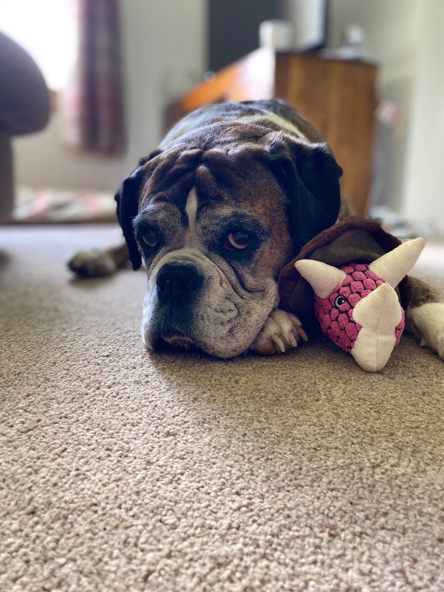 Happy 10th Birthday to Miss Pepper Potts. She’s had lots of trials and tribulations in her little life and we didn’t think we’d make it to double figures….but here she is still causing mischief and mayhem! 🐶 ❤️