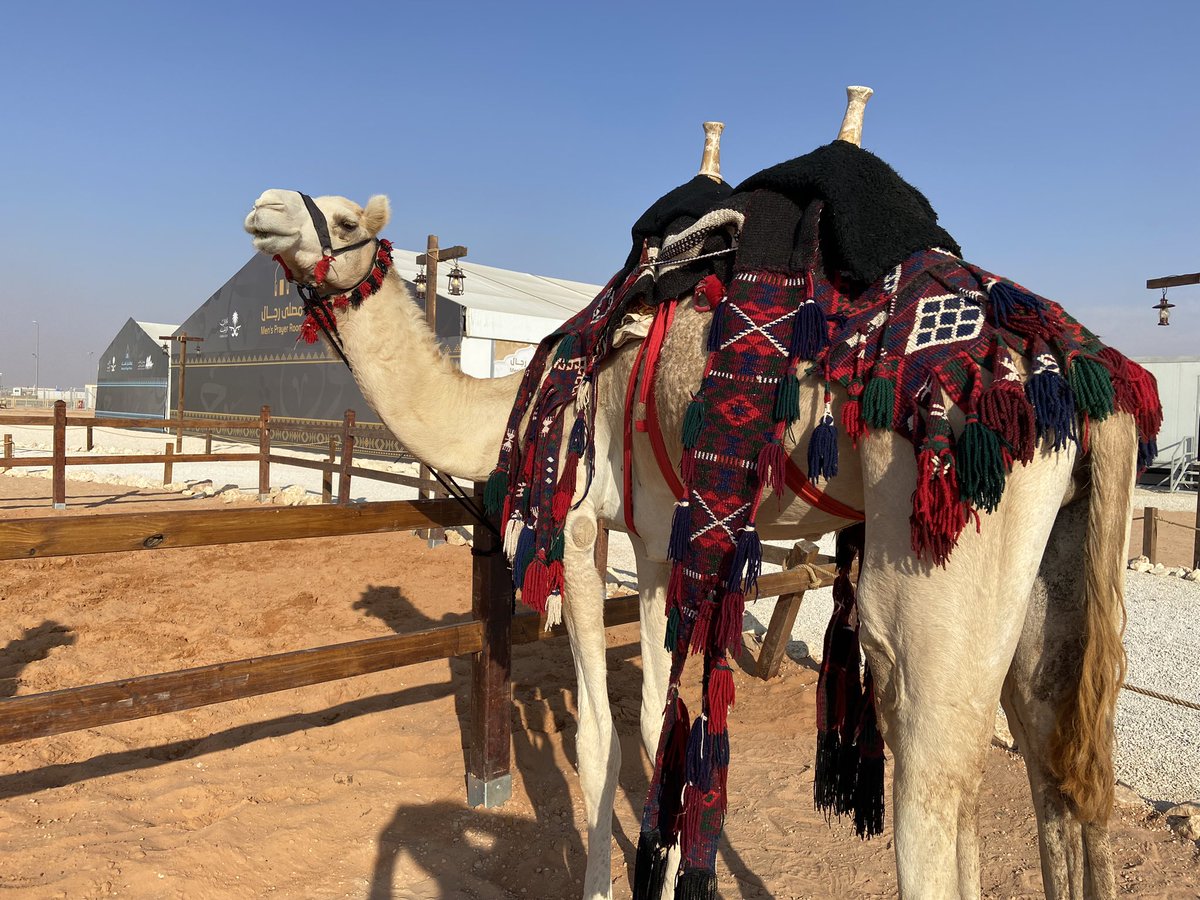 elnblawey's tweet photo. @CamelClub @alaibilfestival .
#عز_لاهلها 
#مهرجان_الملك_عبدالعزيز_للإبل8 https://t.co/ZZ9upVwlyt