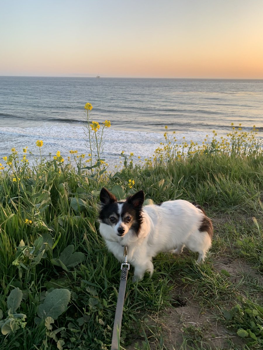 dailymousepics's tweet photo. HAPPY BIRTHDAY TO THE WORLDS GREATEST CHIHUAHUA!!! 🥳 we love you so dang heckin much mouse. thanks for bringing us laughter and joy everyday. may 14 bring you even more love, smiles and adventure 🌟 https://t.co/taKGIPf0fh