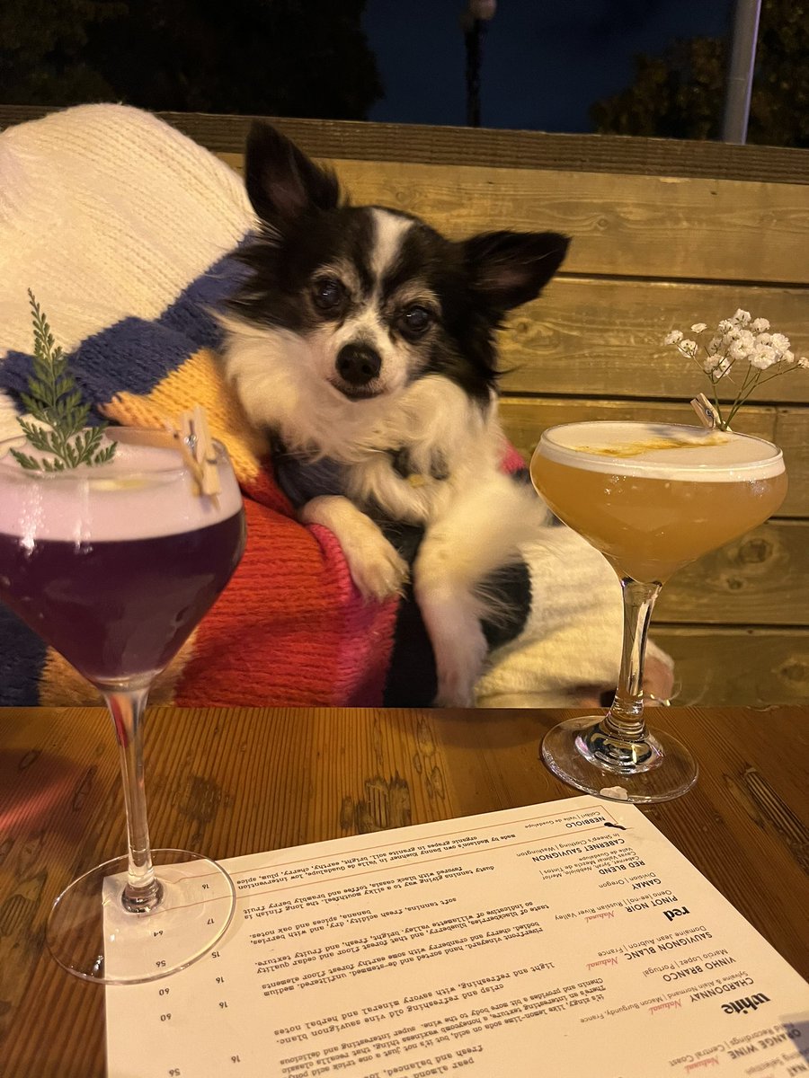 dailymousepics's tweet photo. HAPPY BIRTHDAY TO THE WORLDS GREATEST CHIHUAHUA!!! 🥳 we love you so dang heckin much mouse. thanks for bringing us laughter and joy everyday. may 14 bring you even more love, smiles and adventure 🌟 https://t.co/taKGIPf0fh
