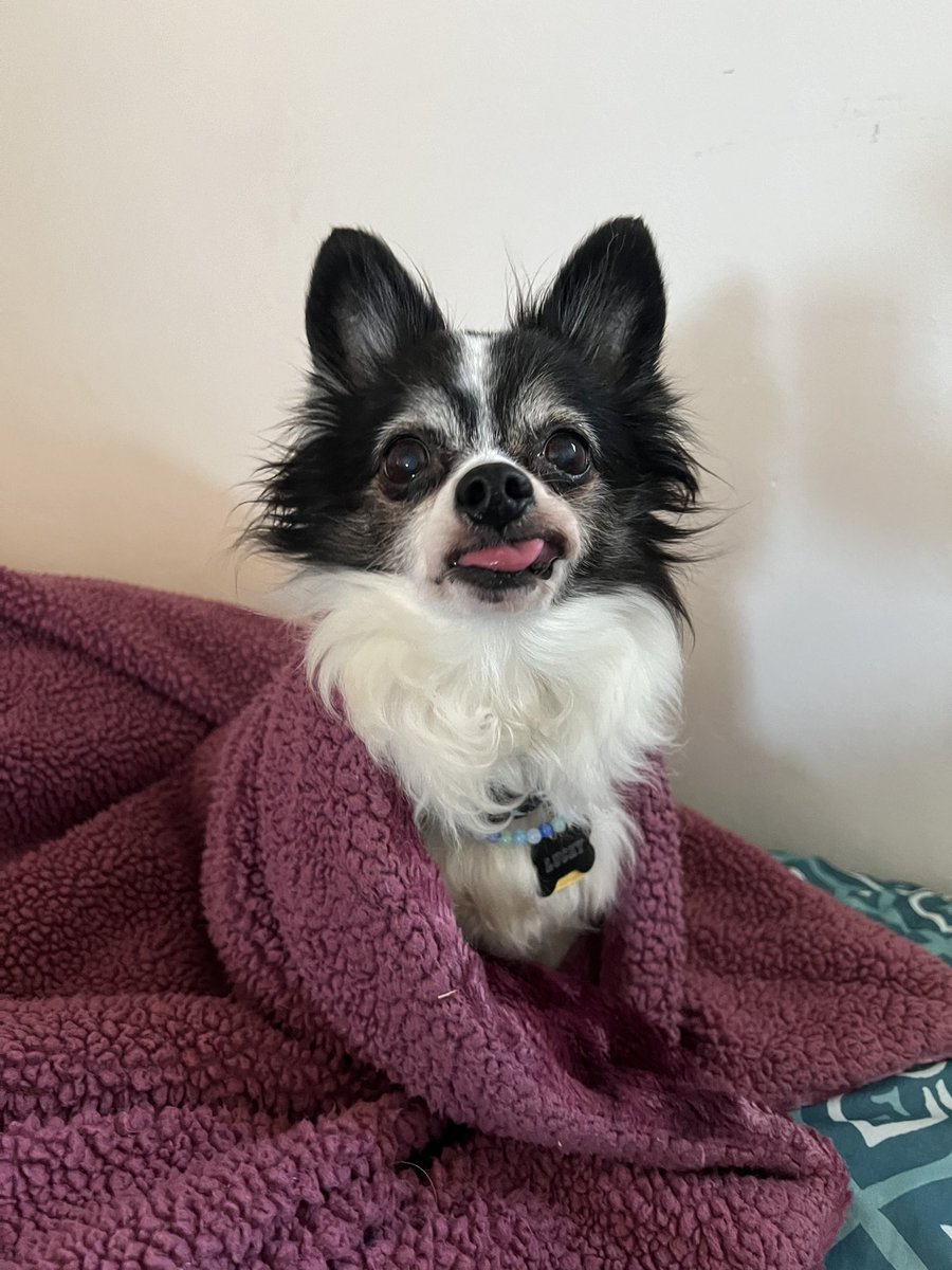 dailymousepics's tweet photo. HAPPY BIRTHDAY TO THE WORLDS GREATEST CHIHUAHUA!!! 🥳 we love you so dang heckin much mouse. thanks for bringing us laughter and joy everyday. may 14 bring you even more love, smiles and adventure 🌟 https://t.co/taKGIPf0fh
