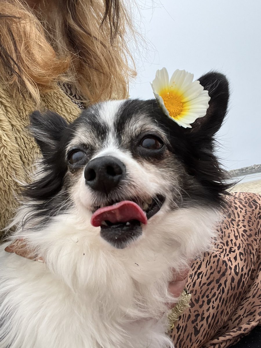 dailymousepics's tweet photo. HAPPY BIRTHDAY TO THE WORLDS GREATEST CHIHUAHUA!!! 🥳 we love you so dang heckin much mouse. thanks for bringing us laughter and joy everyday. may 14 bring you even more love, smiles and adventure 🌟 https://t.co/taKGIPf0fh