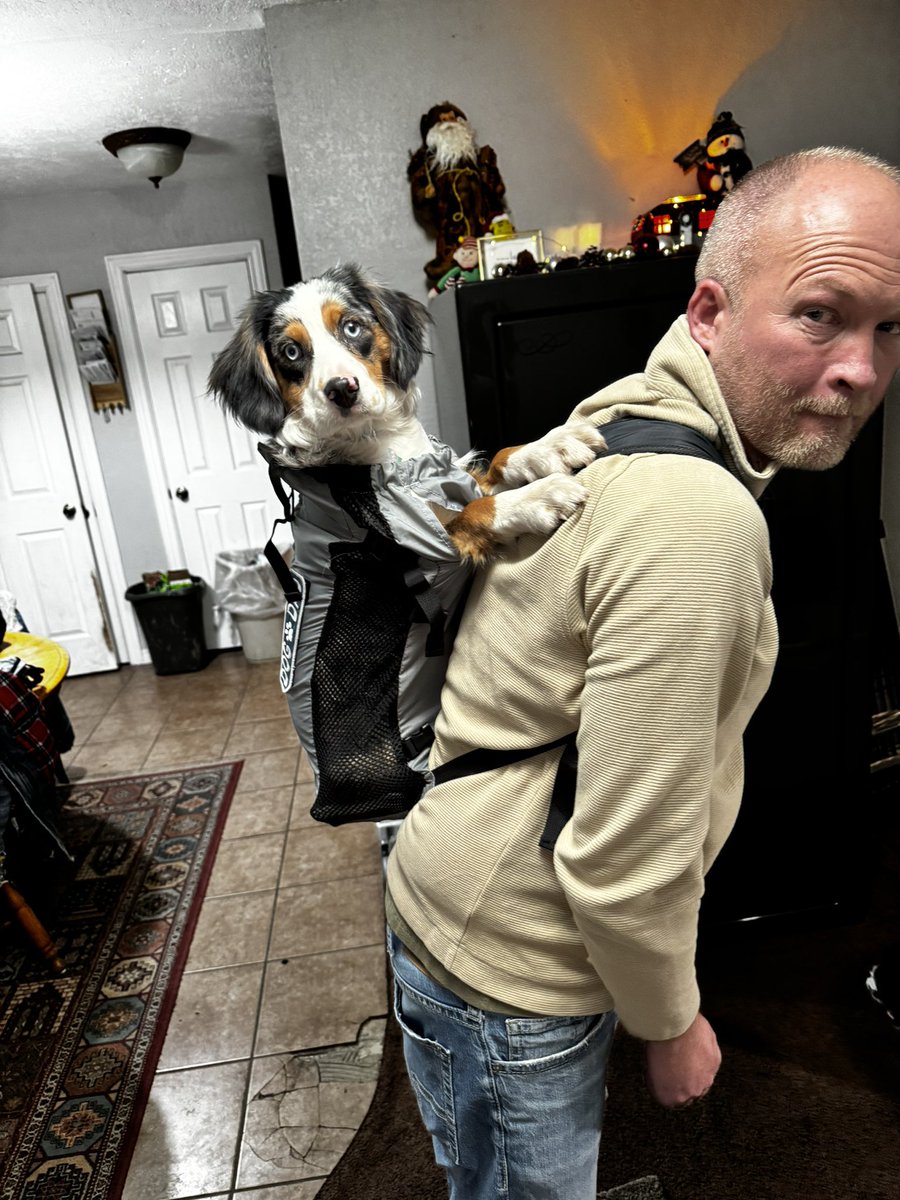 CyleJohnson5's tweet photo. Love my #aussaliers #aussalier #dogbackpack https://t.co/tJdMEARQ1V