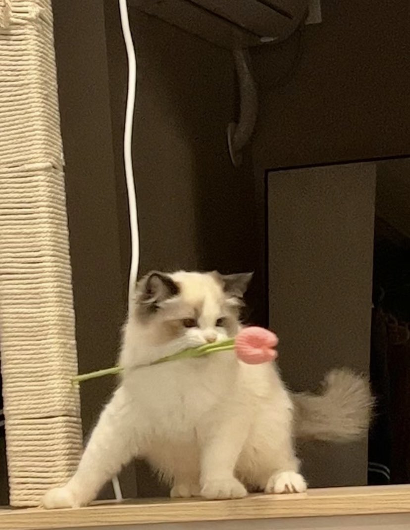 ♡ (@day6ascat6) on Twitter photo 