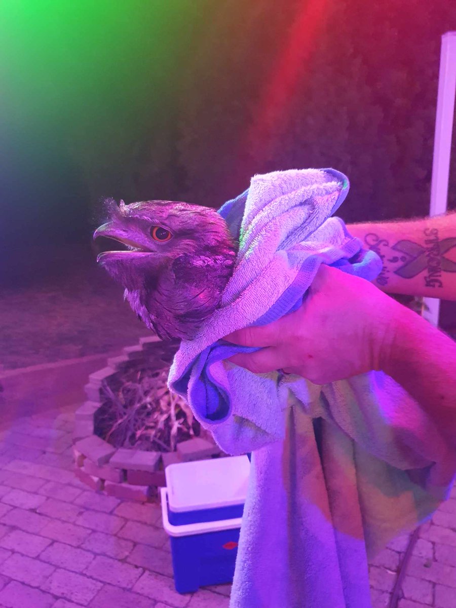 Moose1870's tweet photo. Well that's a different way to start off a new year, a Tawny Frogmouth snuck into our house at 2:30am, must've come thru the catflap, no other way in, couldn't work out what the noise was that woke me up. Went for a look and there he was on the bathroom towell rail, unbelievable https://t.co/QvfJyBFwS1