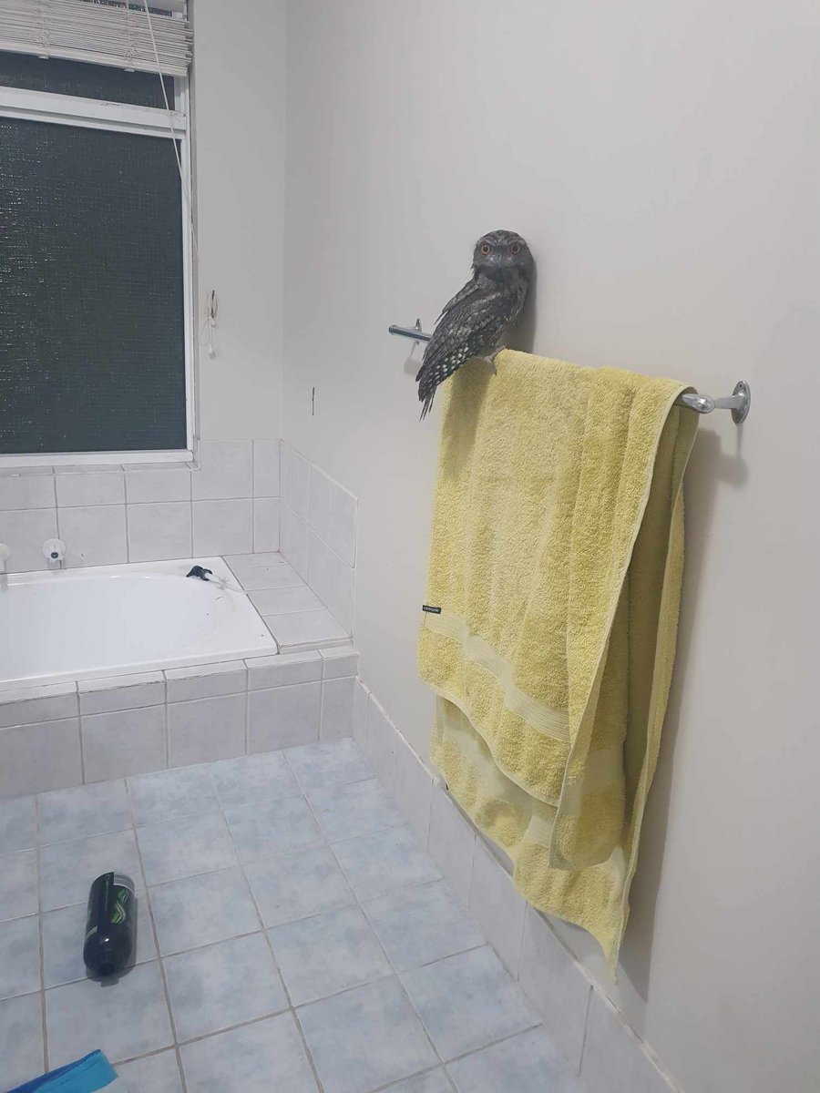Moose1870's tweet photo. Well that's a different way to start off a new year, a Tawny Frogmouth snuck into our house at 2:30am, must've come thru the catflap, no other way in, couldn't work out what the noise was that woke me up. Went for a look and there he was on the bathroom towell rail, unbelievable https://t.co/QvfJyBFwS1
