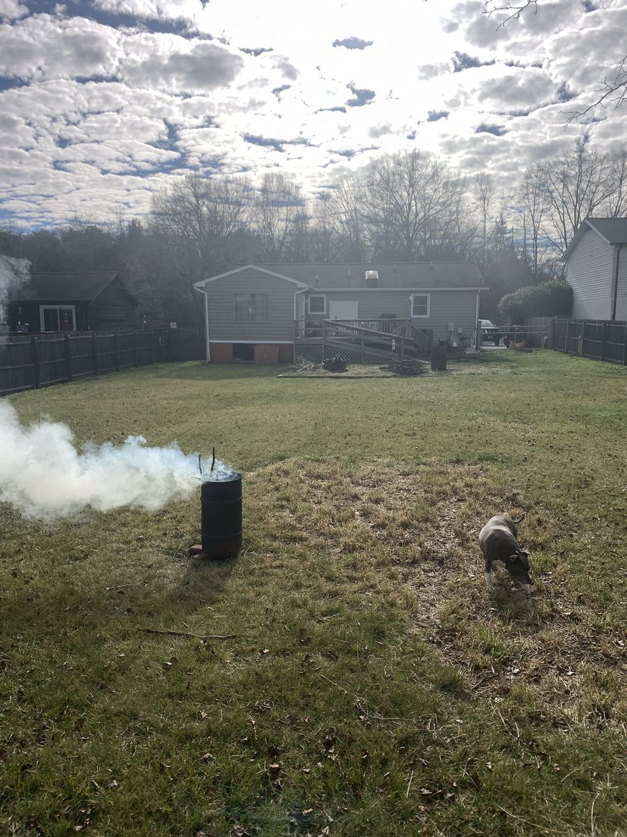 Benny Trippin Sunday pt 2 🐾🐾💩 I’m all cleaned up and dad’s been doing yard work and is all smelly!! 🐾🐾🔥 #HappyNewYear #GrayFaceMafia #DogsOfTwitter #AdoptDontShop #LittleShit #RescueSeniors