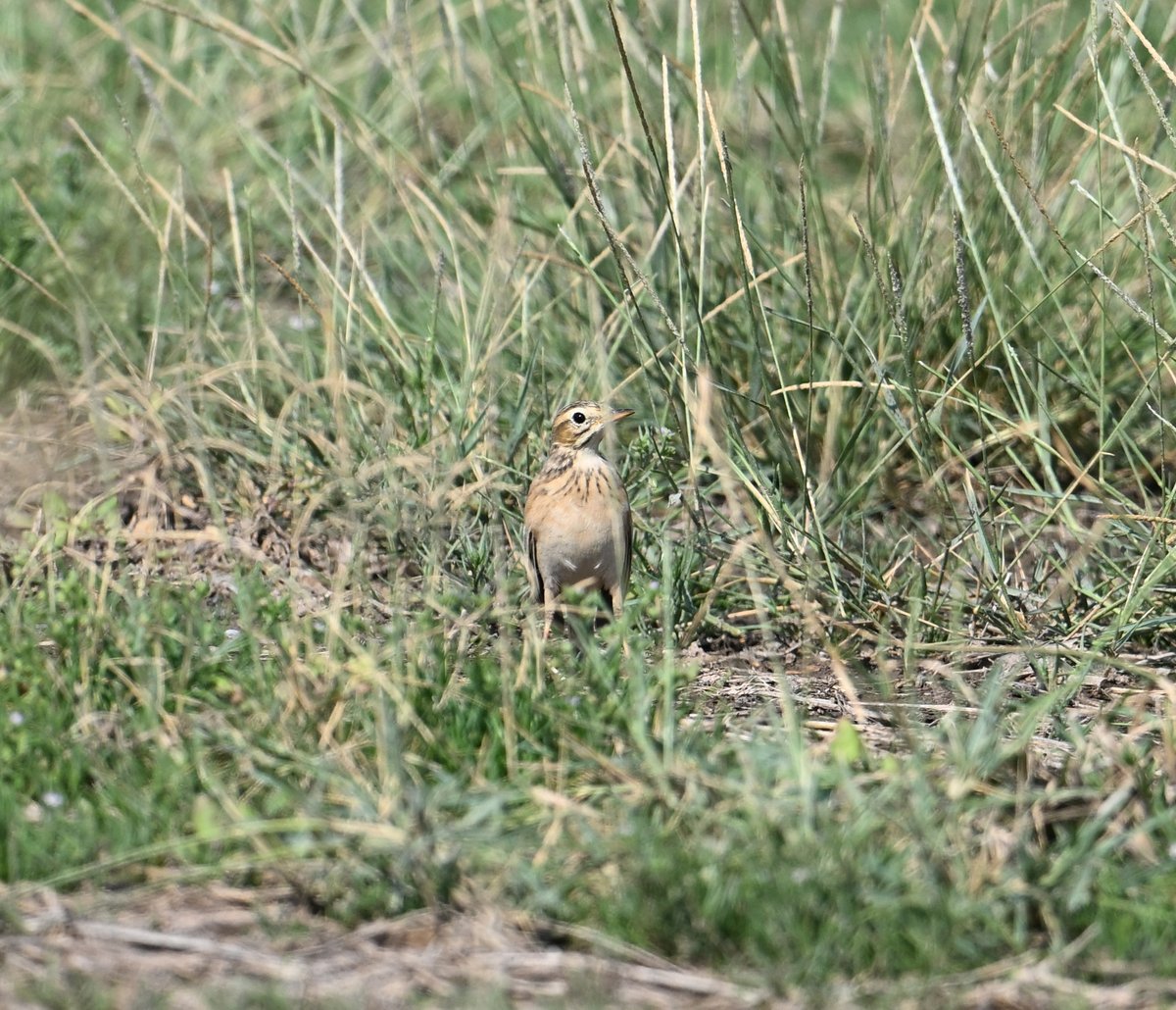birdbrainuk's tweet photo. 23rd Dec at Wamm Farms, UAE I discovered 2 odd large pipits, there were found independently the next day and Simon Lloyd confirmed there were 3 Paddyfield Pipits after that. 3rd for UAE &amp; Greater Western Pal if accepted  #UAEbirding @_OSME  https://t.co/j1HxJELqjc https://t.co/9F42OqLRqh