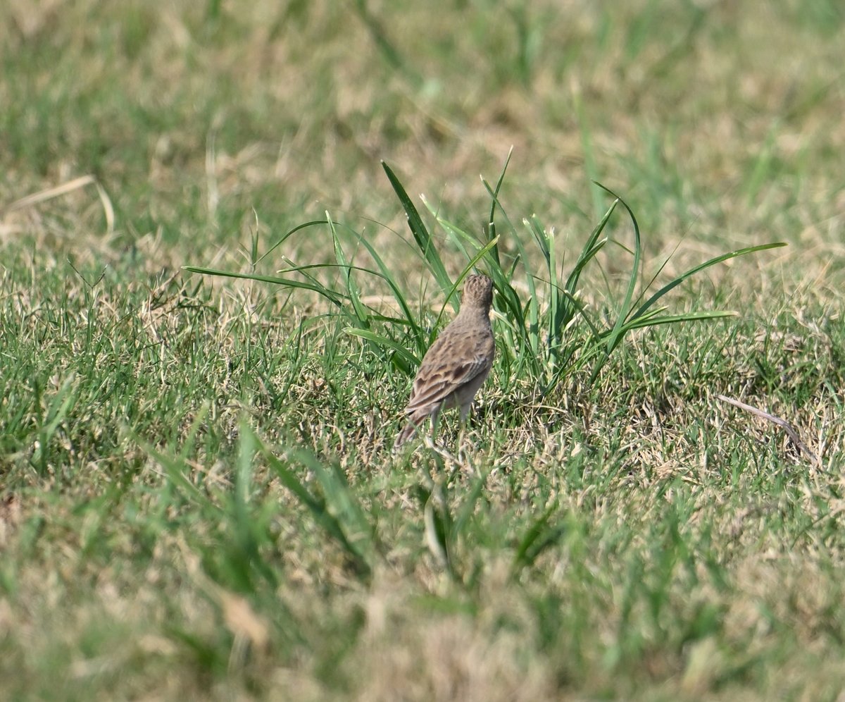 23rd Dec at Wamm Farms, UAE I discovered 2 odd large pipits, there were found independently the next day and Simon Lloyd confirmed there were 3 Paddyfield Pipits after that. 3rd for UAE &amp; Greater Western Pal if accepted  #UAEbirding <a href="/_OSME/">OSME</a>  ebird.org/checklist/S156…