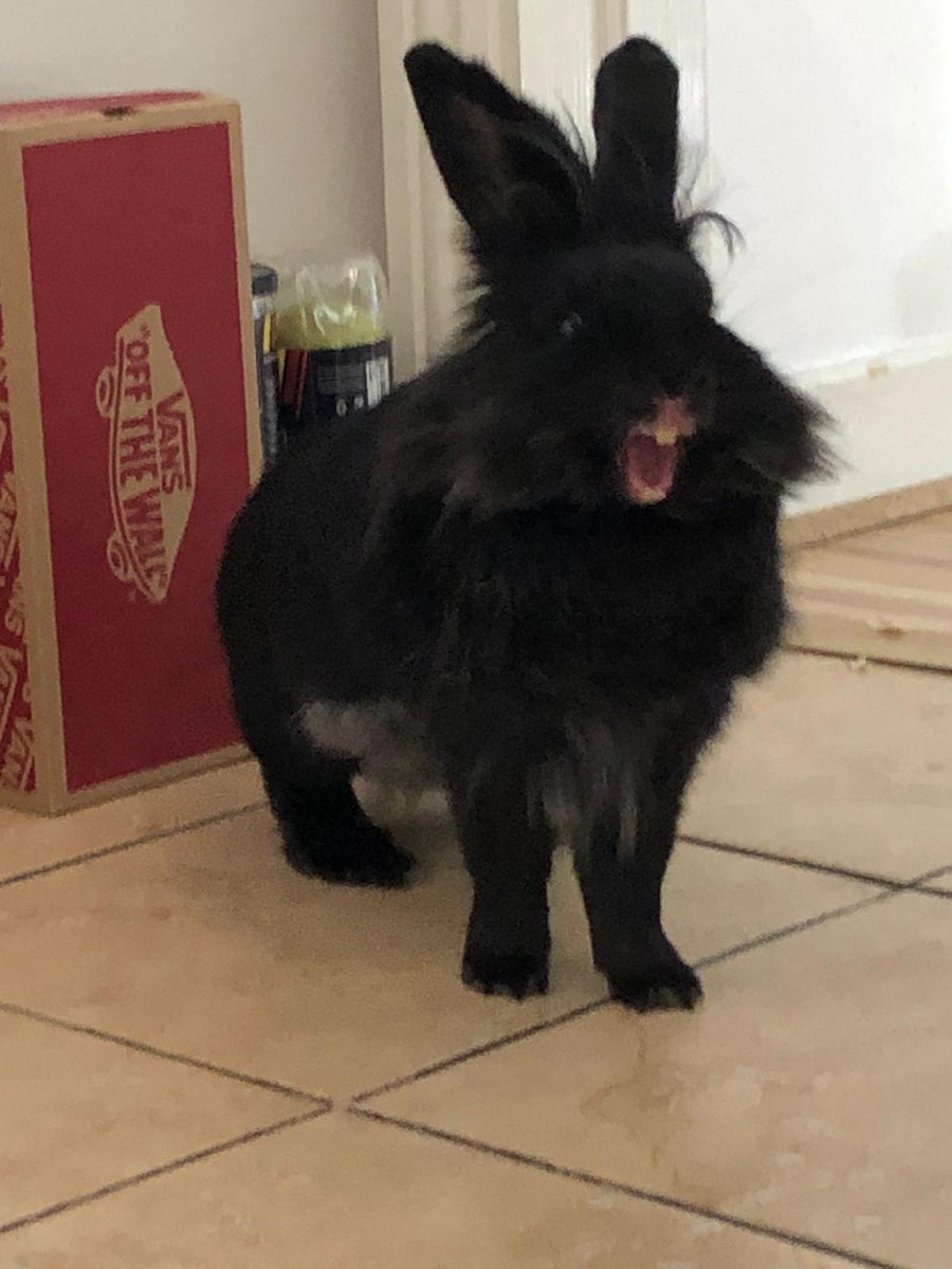 JettBunny's tweet photo. Hoppy New Year Everyone
Love you all lots
@JettBunny
#hoppy #Ireland #Dublin #Bunnies #bunny #rabbit #rabbits #AdoptDontShop #Adoption #topmodel #pets #petsoftwitter #RabbitHole #HappyNewYear
#newears #bunny #cute #Love #2024 https://t.co/CN2Ks38ATU