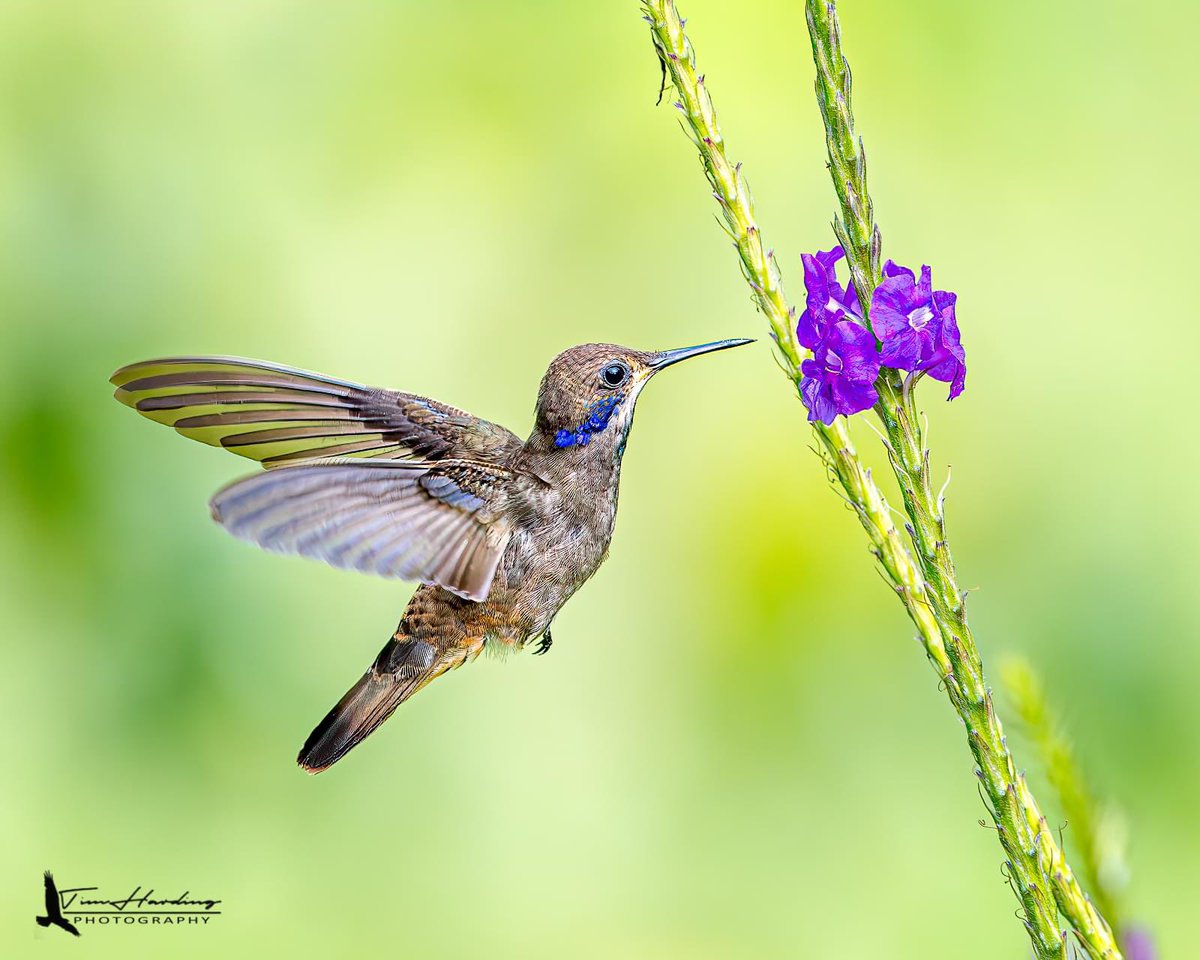 2023 was a great year for hummingbirds. #birdphotography