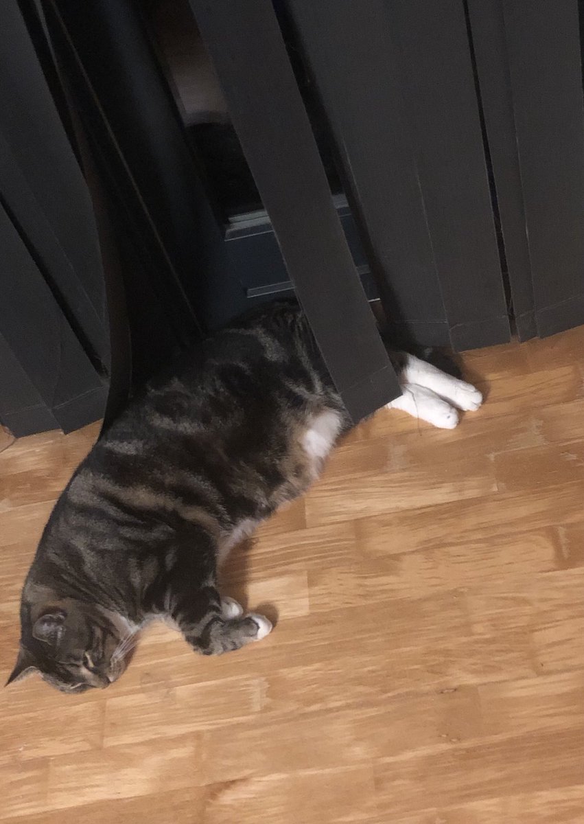 So lucky to have cats that sleep by the window, while there is fireworks going on outside. Hope you all have a safe new year.