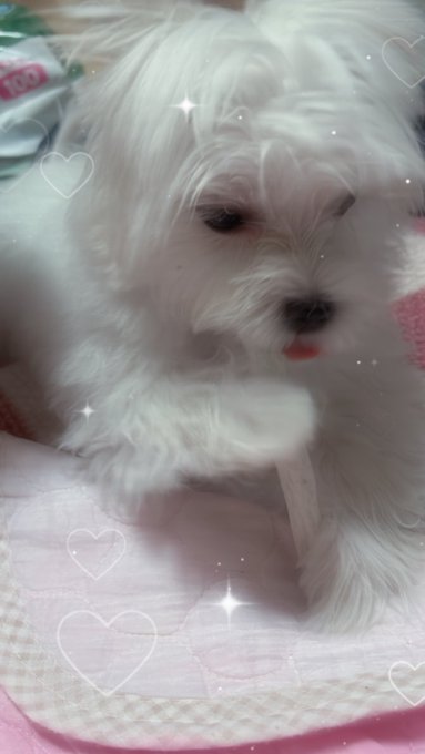 Twitterのコスプレ画像12