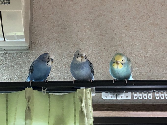 Twitterのコスプレ画像10