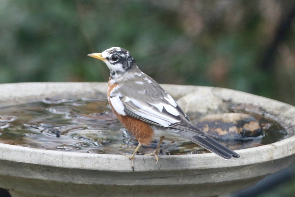Leucistic Robin 
#birdwatching #birds #birding #BirdsOfTwitter