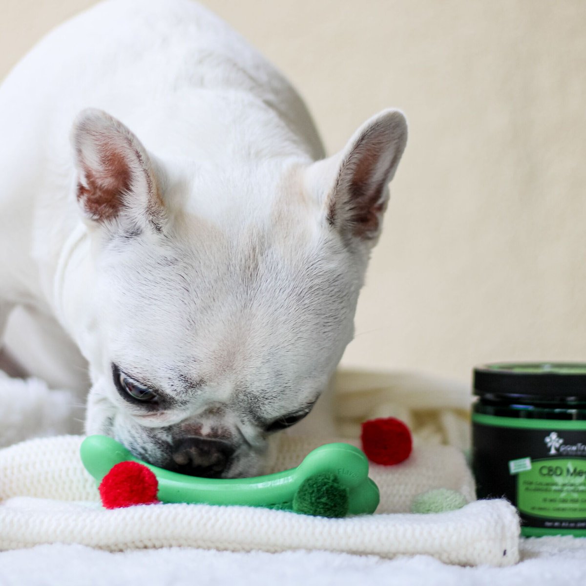 dailymomtweets's tweet image. Best Gifts for Anxious Pets 🐶 

Read more: jo.my/lwbubd

.
.
.
.
.
.
.
#mombloglove #parentblog #parentingbloggers #momsblogger #motherhoodblog #motherhoodlife #motherhoodmoments #motherhoofthroughinstagram #motherhoodalive #motherhoodsimplified #motherhoodjourney #mo