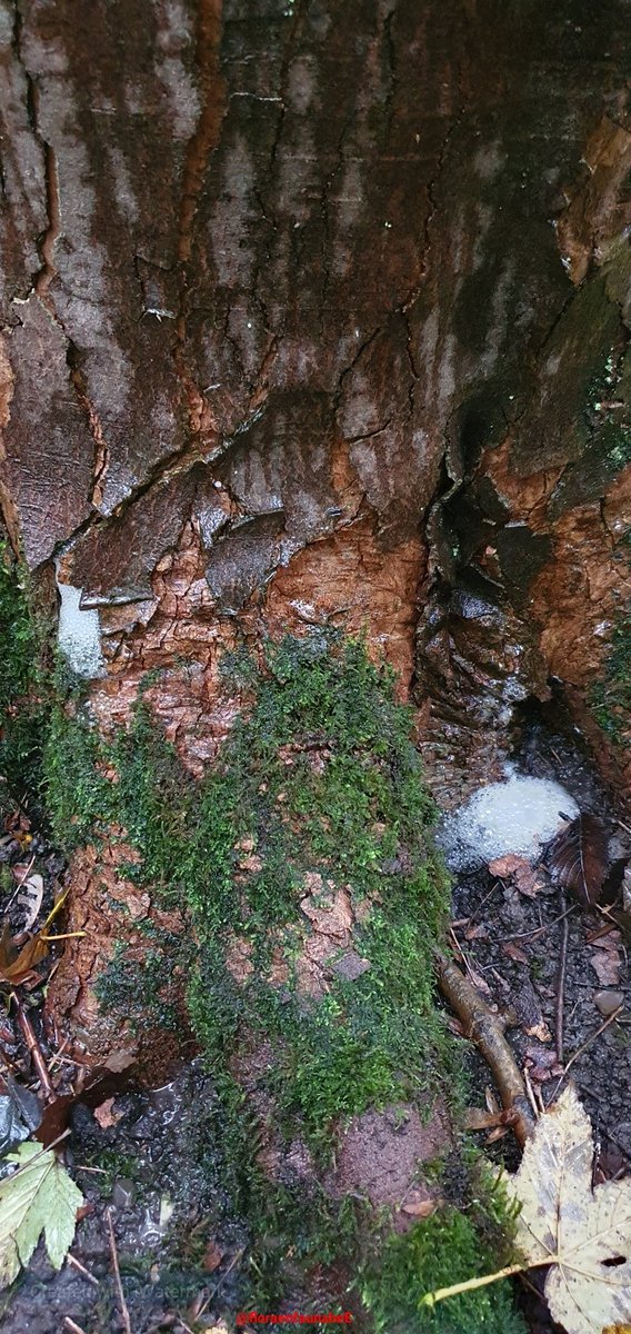 Iedereen een mooi, gezond en een geweldig #2024 met veel mooie wandelingen in de #natuurgebieden van #Rotterdam gewenst.
