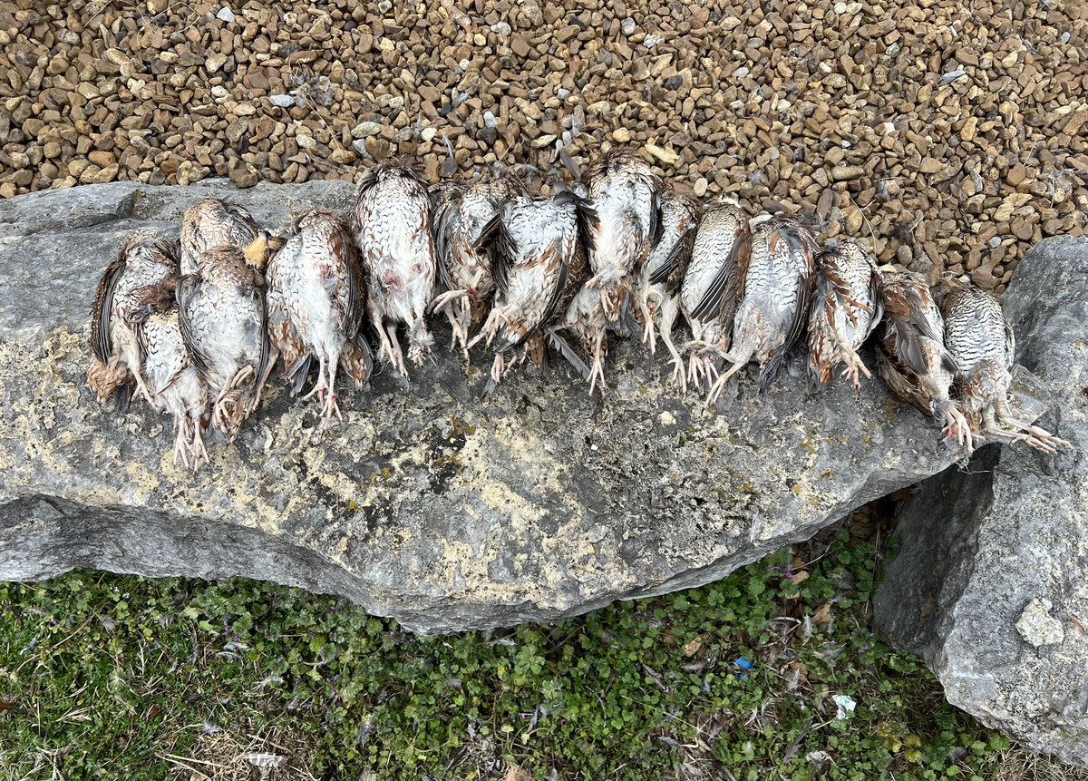 Final upland hunt of the year.

Great way to end 2023. Here’s to more quail coveys in the new year. 

#flushemanddustem #quailhunting #birdhunting #uplandhunting #huntingseason #quailseason  #wingshooting #coveyrise #birddog