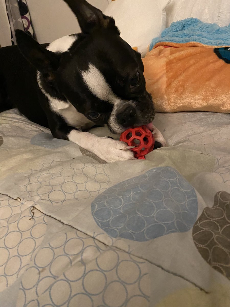Pawesome_BTBros's tweet photo. Fank youse so much to me #SecretSantaPaws, @Mrs_Gray1211 ! Me no has stopped playing wif my new toys since me gotted them that mommy no could even get pics wif me other prezzies! Da bestest fing this year was finding da #pugtalk community; me feels so loved and grateful! https://t.co/LO58myv2z4
