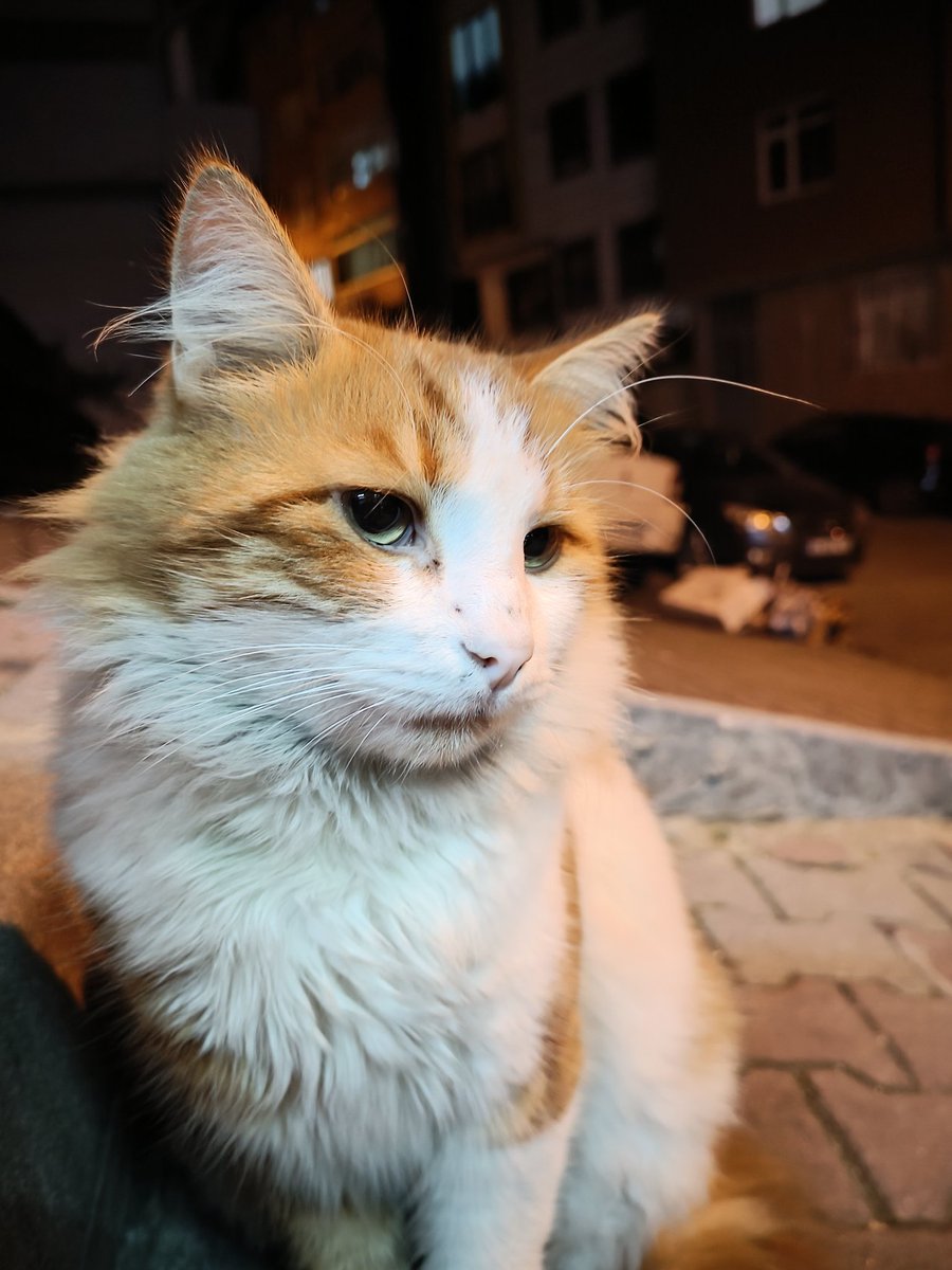 Nurullah_Erg's tweet photo. #kedi #kediseverler #hayvan #sokakhayvanları https://t.co/wNfZB9t8zo