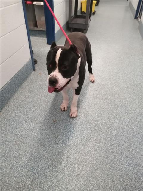 PetfindToronto's tweet photo. #MILLWOOD RD #OVERLEA BLVD Pls RT2unite #FOUND #DOG- 29-Dec-23 #Toronto Animal Services A0967100 #EAST 416-338-7539 BLK/WHT #AMERBULLDOG MIX M/3Yr https://t.co/OazL62z7WV