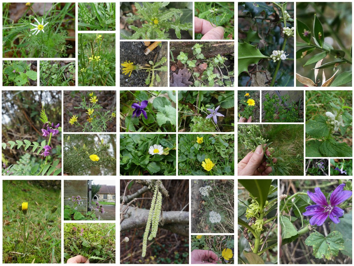My #NewYearPlantHunt yesterday threw up a total of 31 species in flower (see earlier tweets for id's) in and around Plumpton Green, East Sussex #wildflowerhour