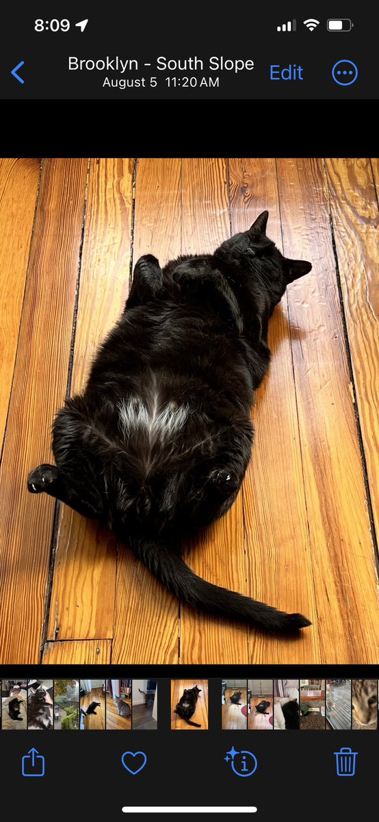 danielpower's tweet image. I hope your new year is as happy as his.  

His name is Tulum.