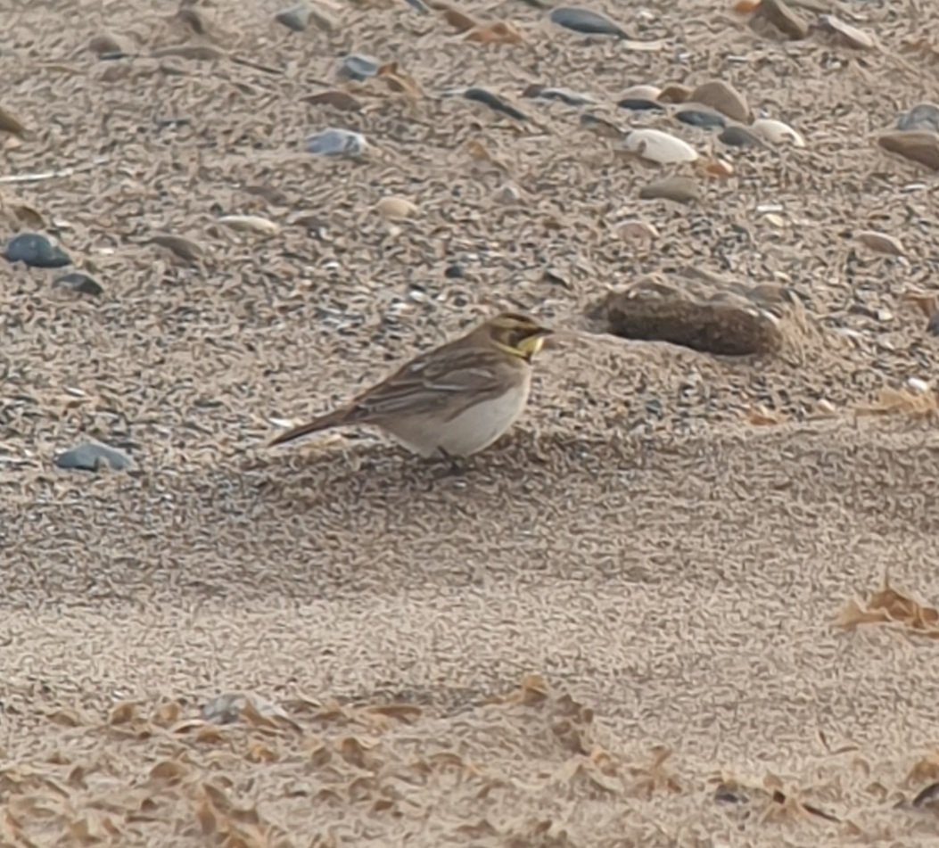DavidWr38473971's tweet photo. One of four Shore Larks at Gibraltar Point this morning, my first for 15 years I think. Backed up by Snow Buntings, Twite and Long-tailed Duck. Well worth the hike south from breezy Skeg! @Lincsbirding @LWTWildNews https://t.co/C2Q9DLszmi